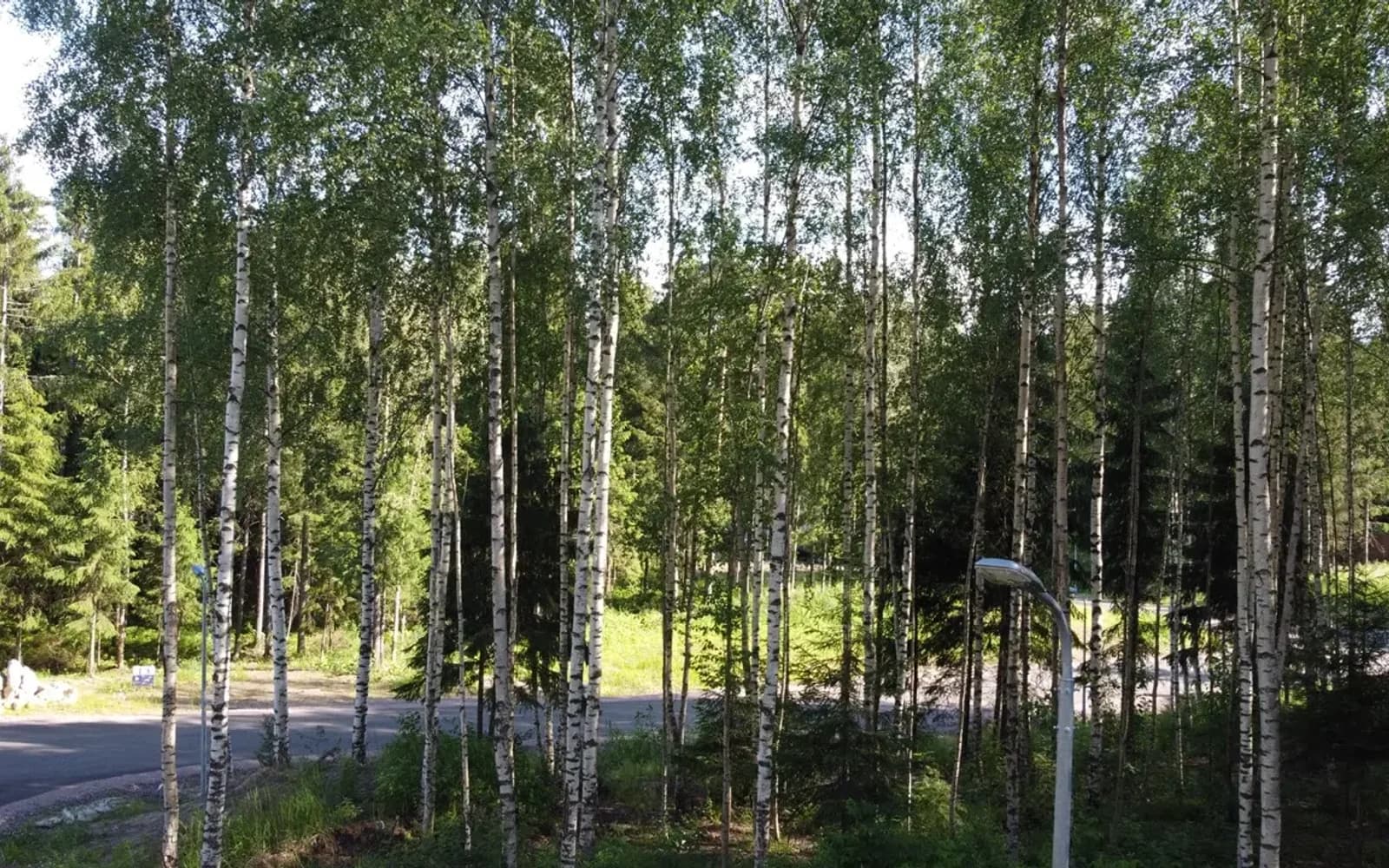 Вартемяги - Вилладж — природа и окружение, 8